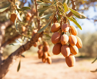 Argan oil - Commen