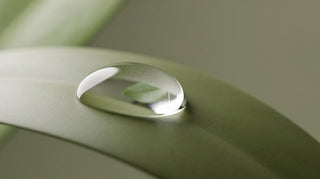 Close-up of a single clear water droplet resting on an olive-green leaf.